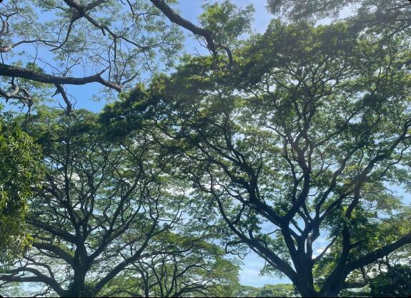 En algunas regiones, el samán se cultiva de manera sostenible, lo que lo convierte en una opción respetuosa con el medio ambiente para la madera. La rápida tasa de crecimiento de los árboles de samán contribuye a su sostenibilidad.